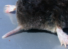 Eastern Mole